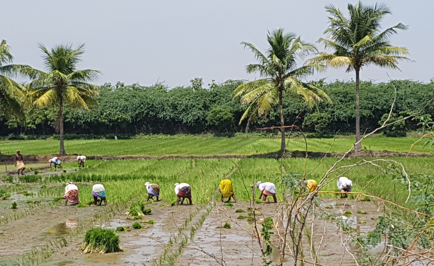 Onderweg naar Thanjavur