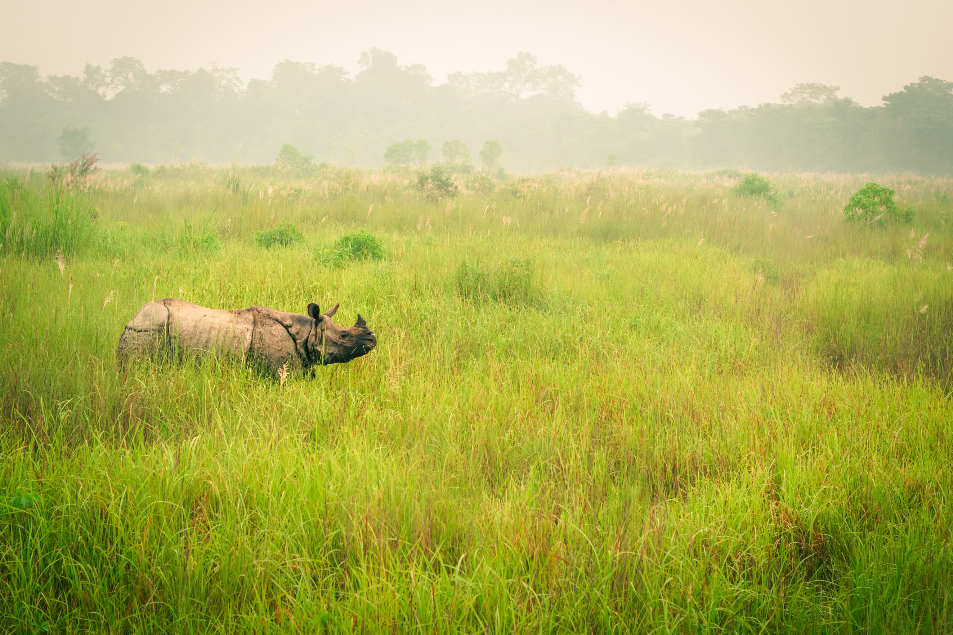 Wild,Endangered,One-horn,Rhinoceros,Grazing,In,A,Grass,Field,In