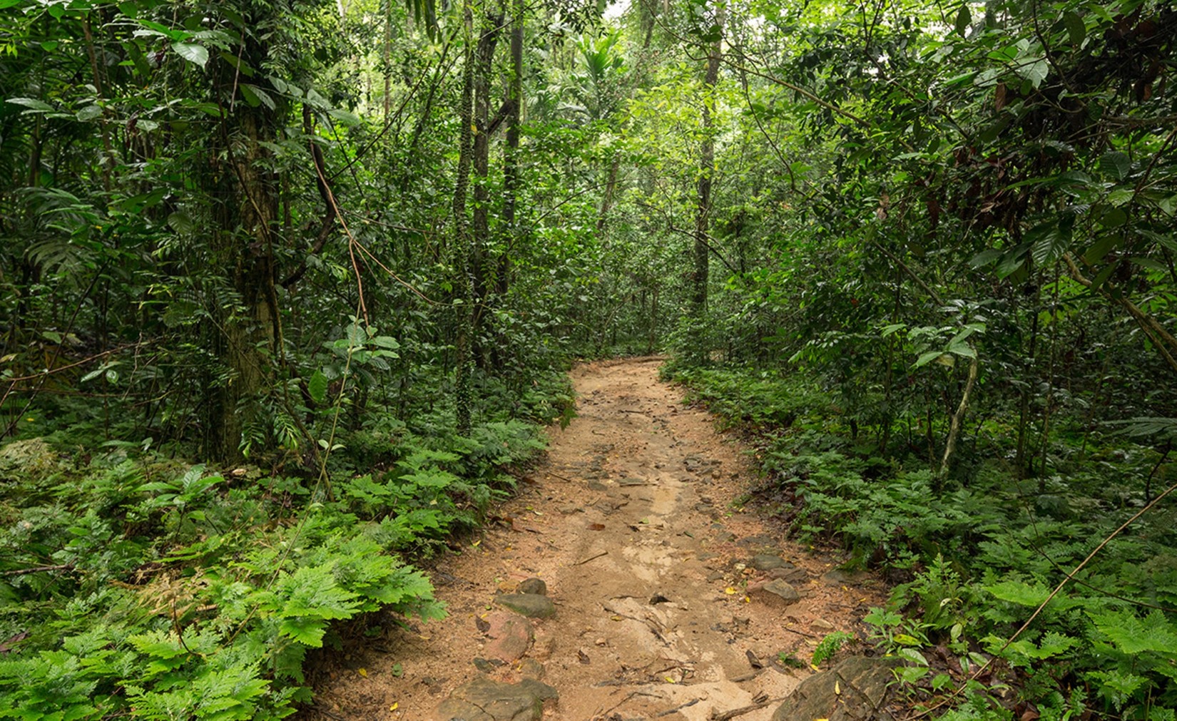 Kitulgala, een stukje puur natuur in Sri Lanka - Weblog - Namasté Reizen