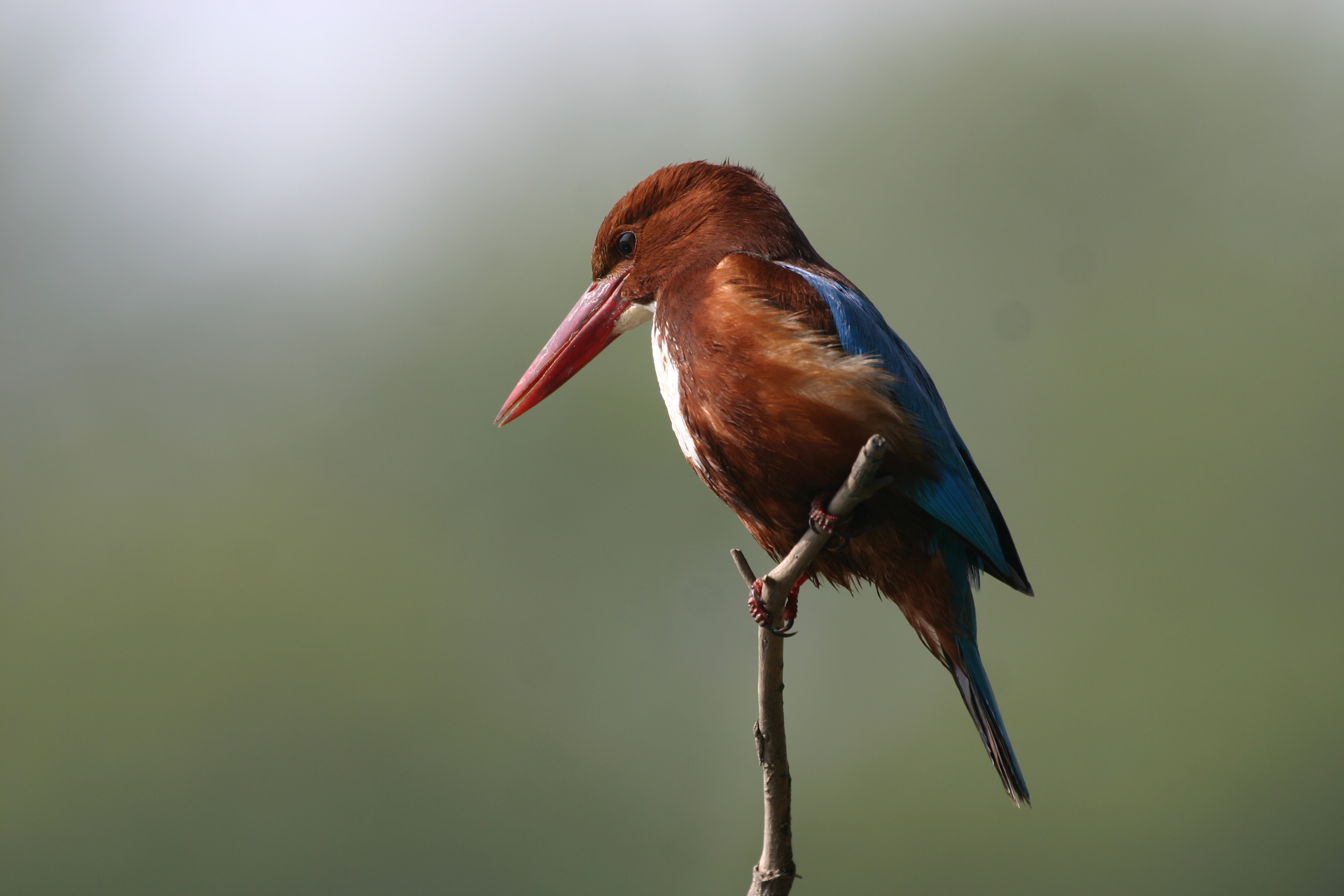 White,Throated,Kingfisher,(halcyon,Smyrnensis),,Keoladeo,Ghana,National,Park,,Bharatpur,