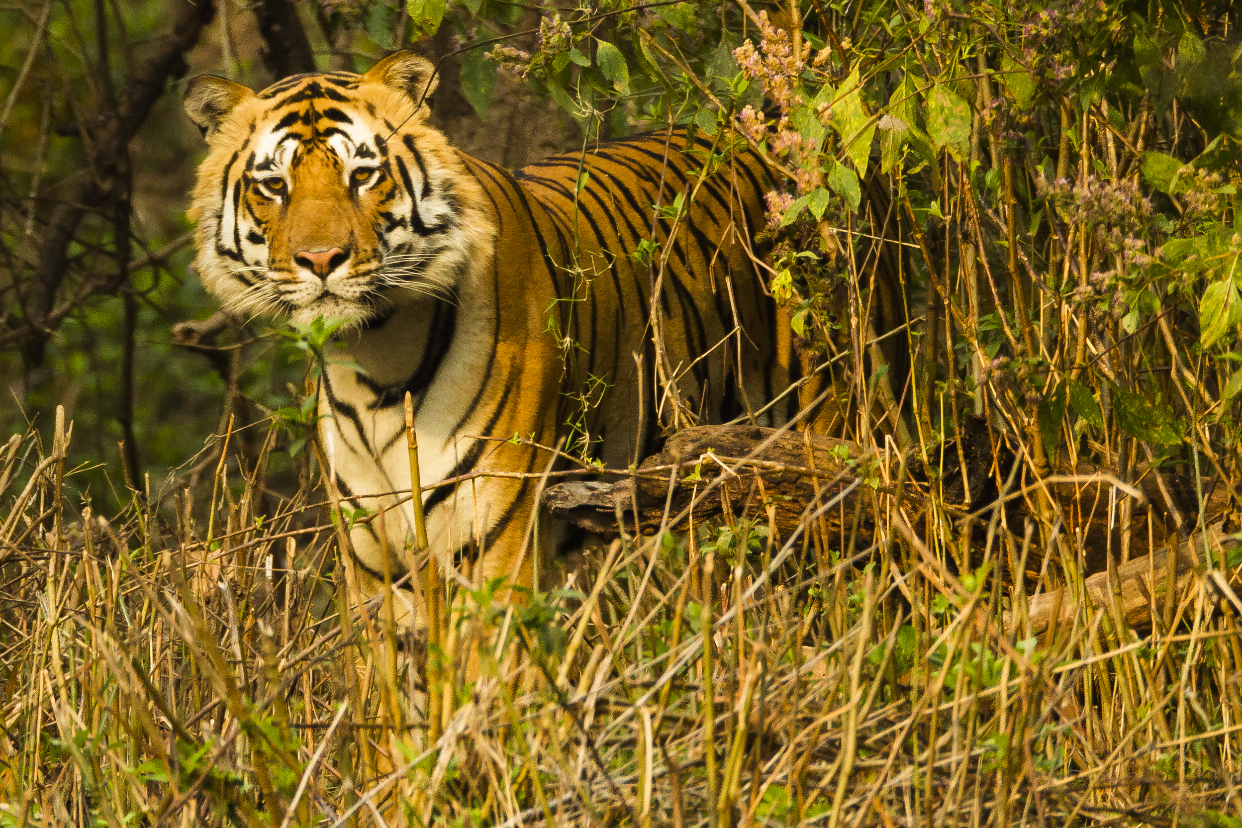 Bengal,Tiger,,Panthera,Tigris,Tigris,,In,Forest,,Kanha,National,Park,