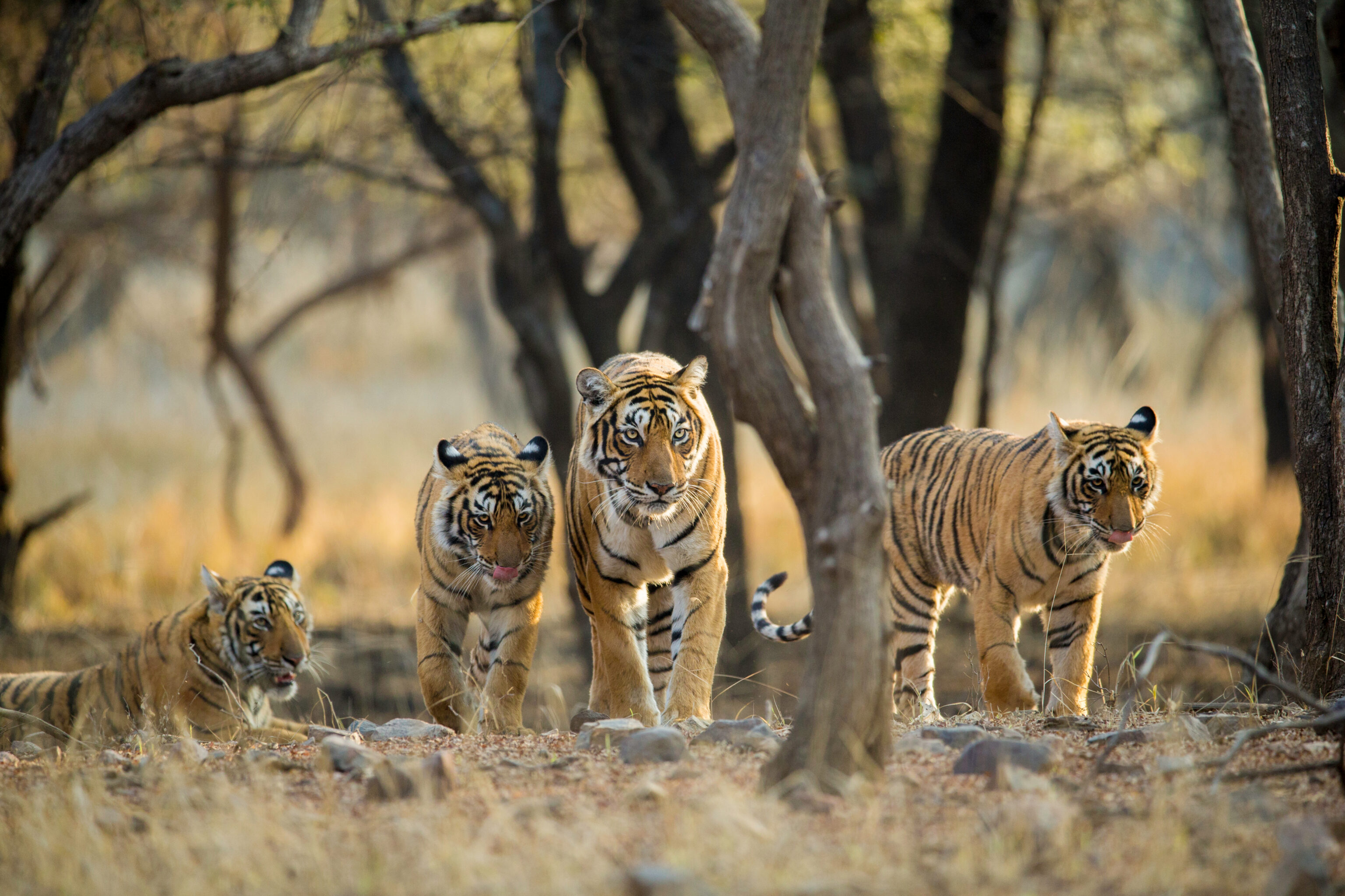 Tiger,Family,A,Stroll,One,Early,Morning,At,Ranthambhore,National