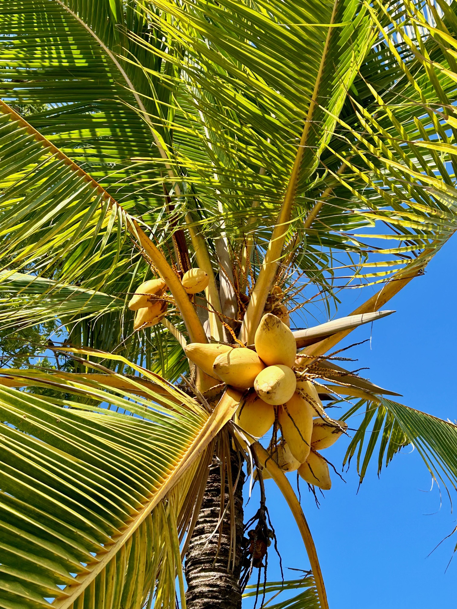 Sri Lanka Coconut Trees