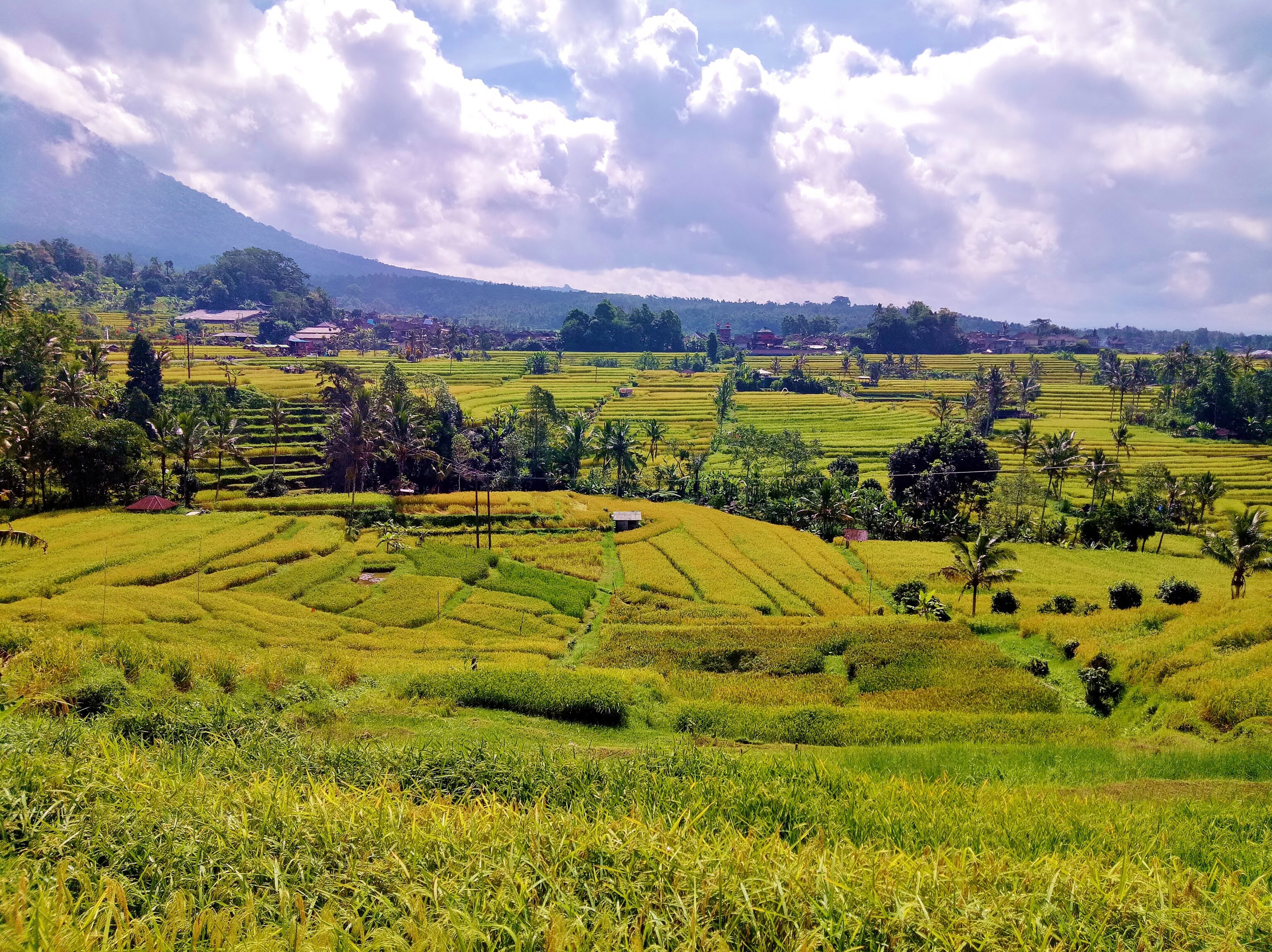 Jatiluwih in Bali