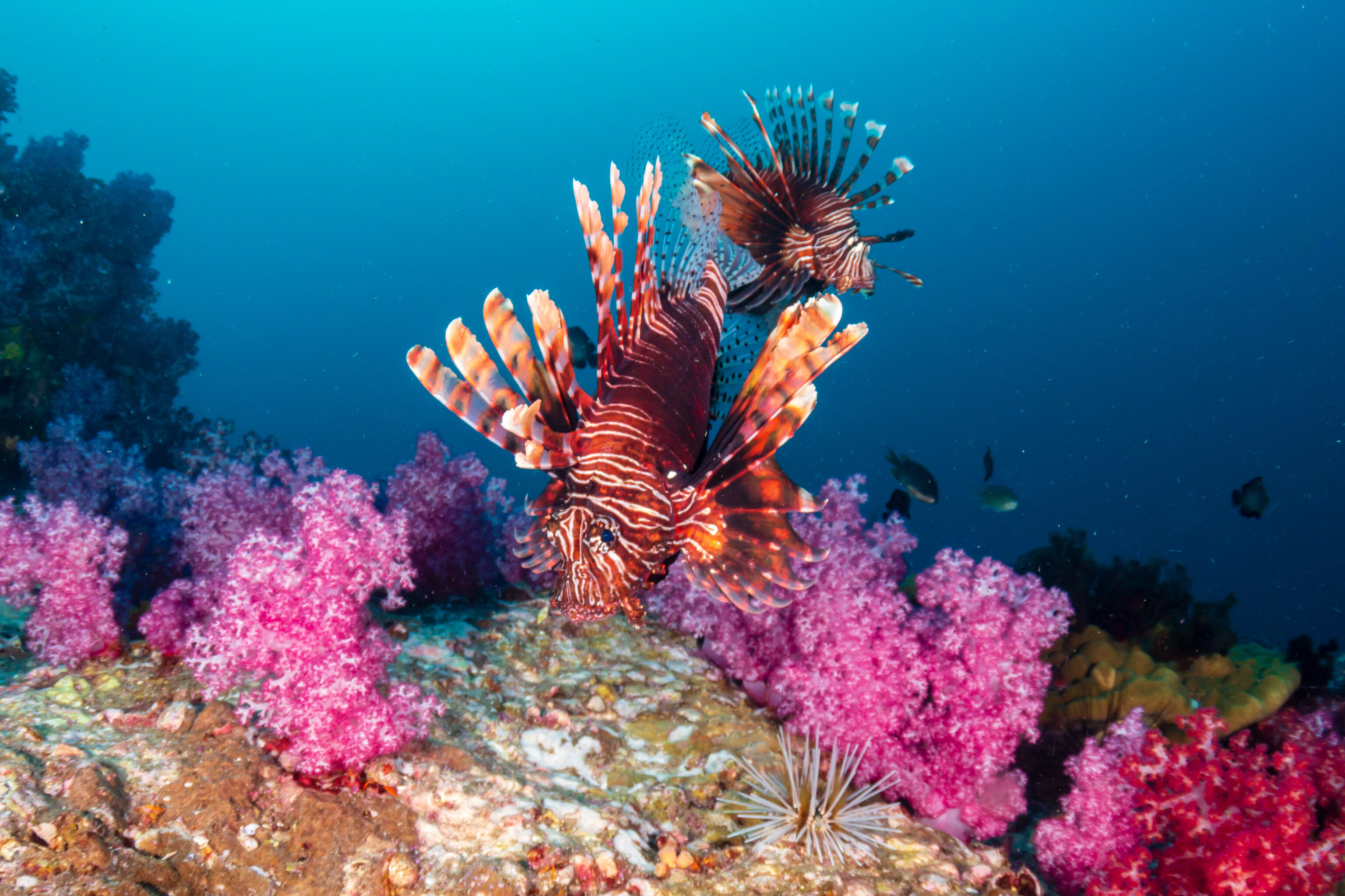 Colorful,Lionfish,Patrolling,A,Tropical,Coral,Reef,At,Dusk