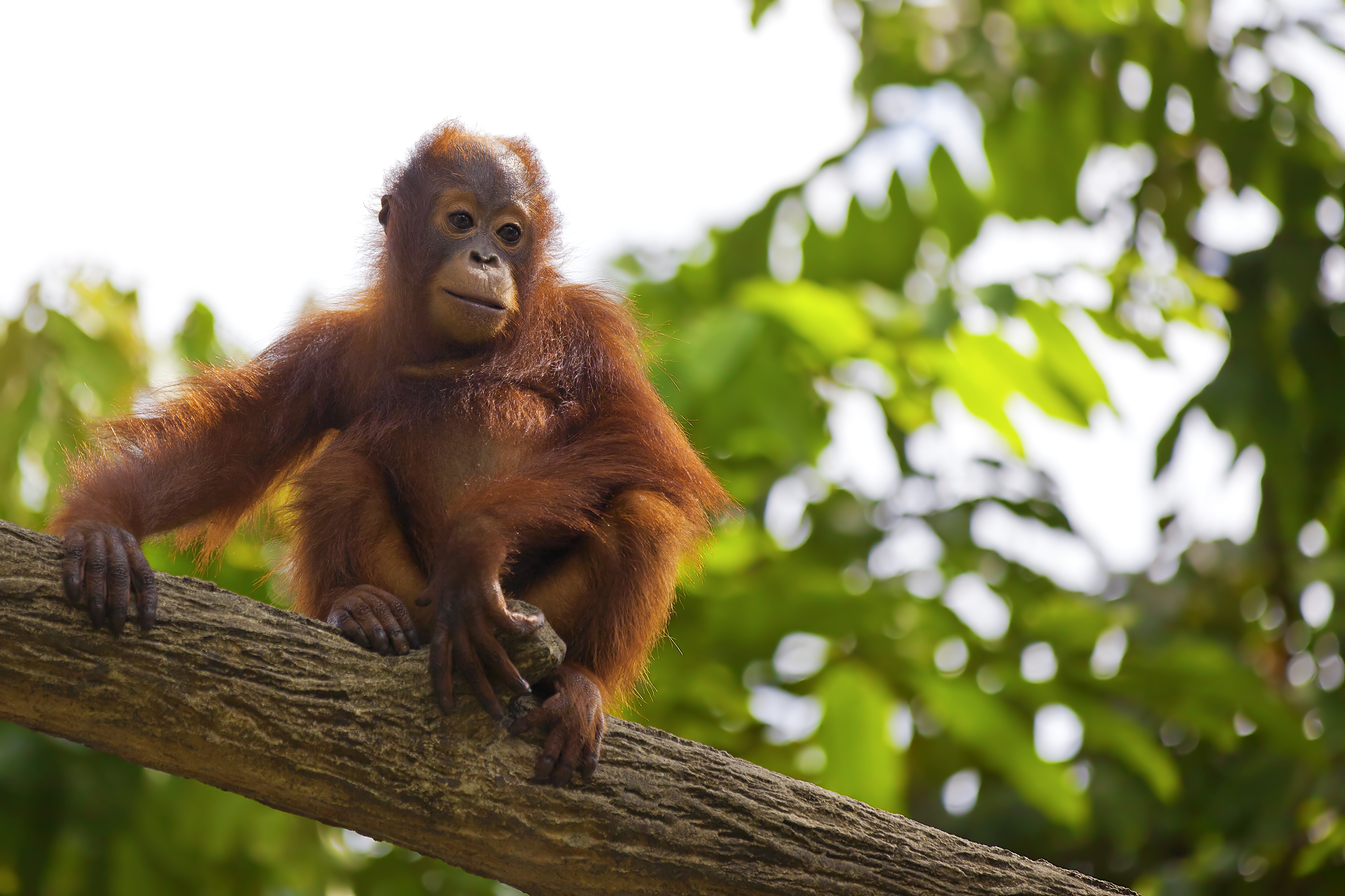 Orangutan,In,The,Jungle,Of,Borneo,,Malaysia