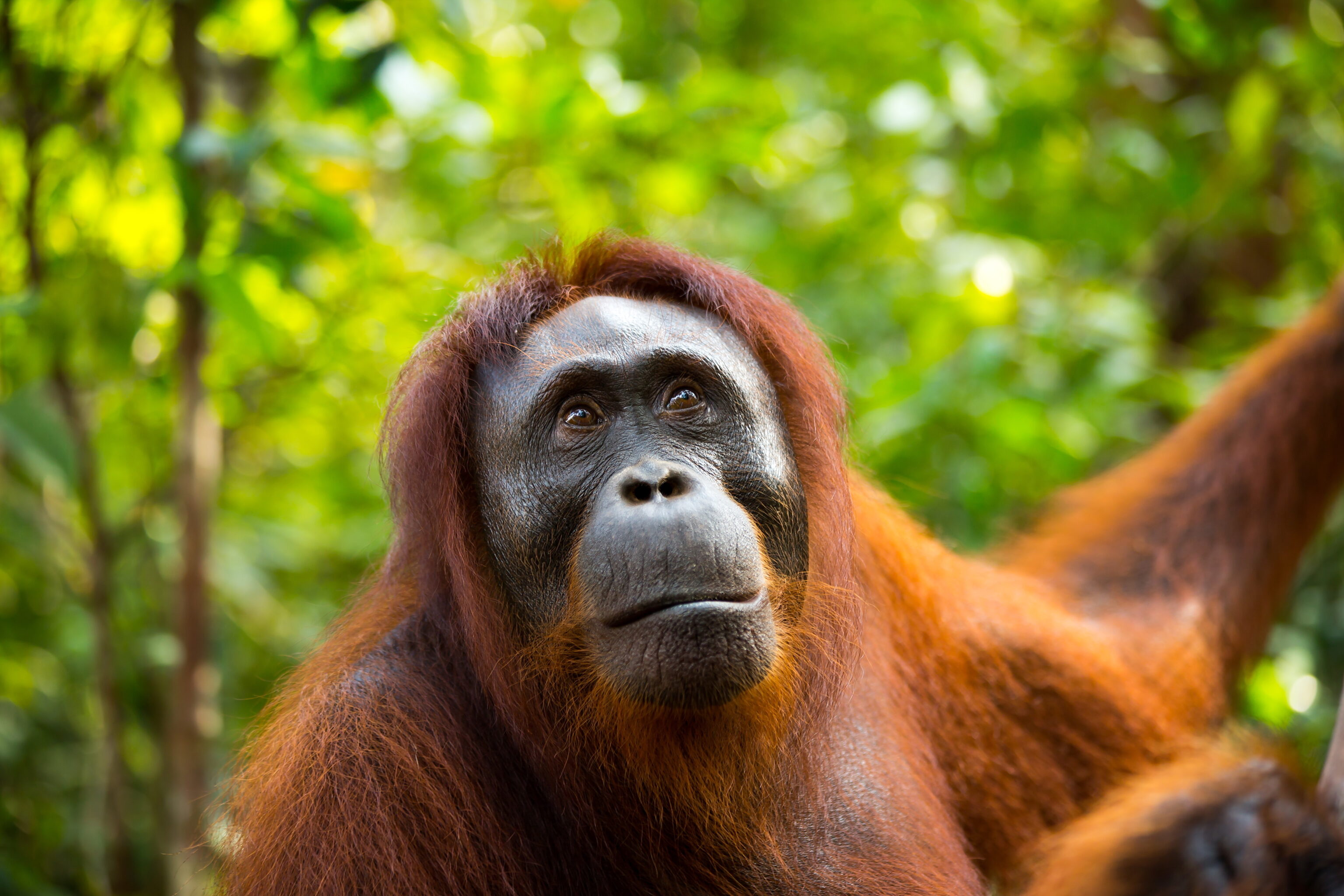 Wild,Orangutan,Looking,Away,In,The,Jungle,Of,Borneo,Indonesia.