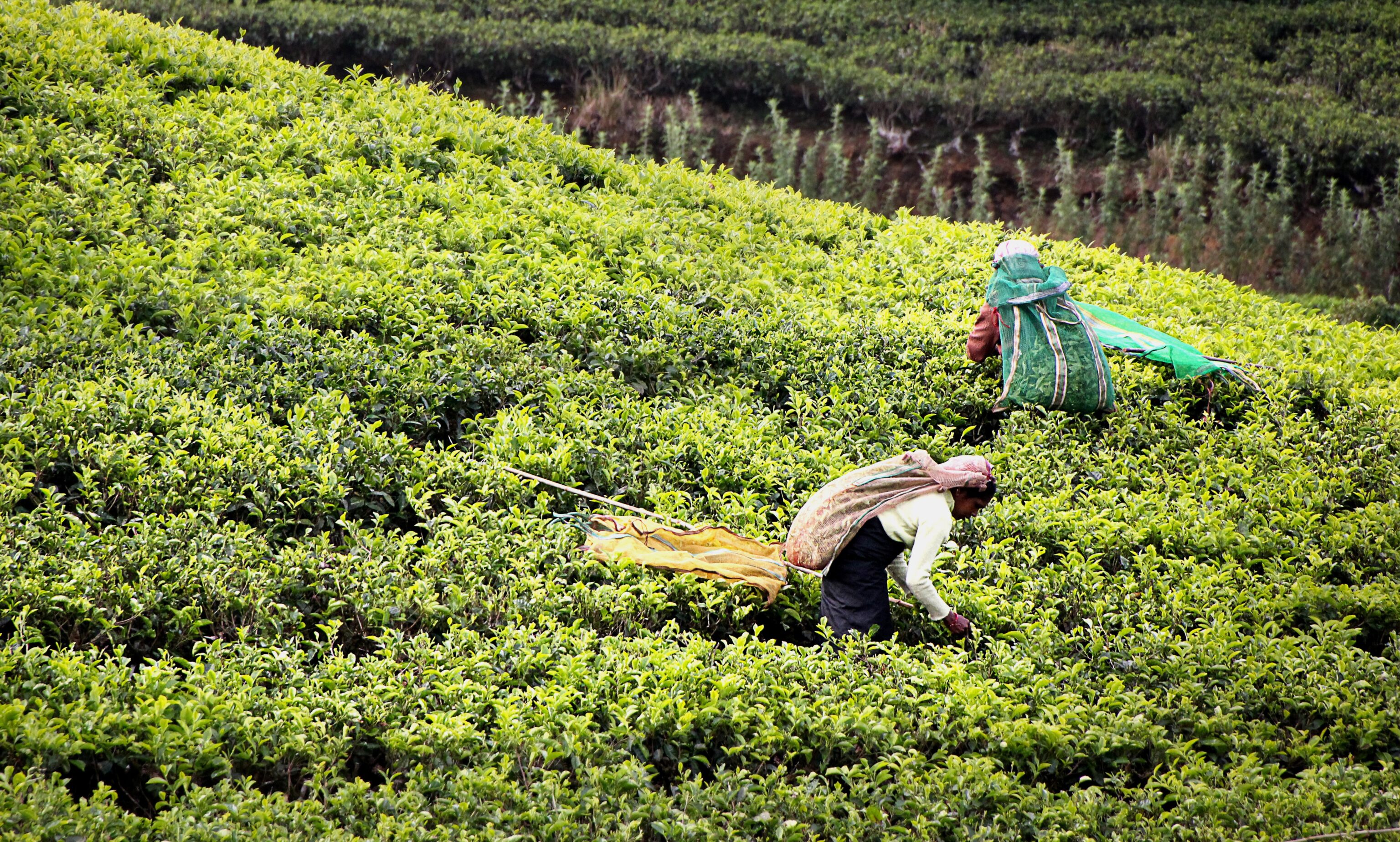 tea-harvest-2132767