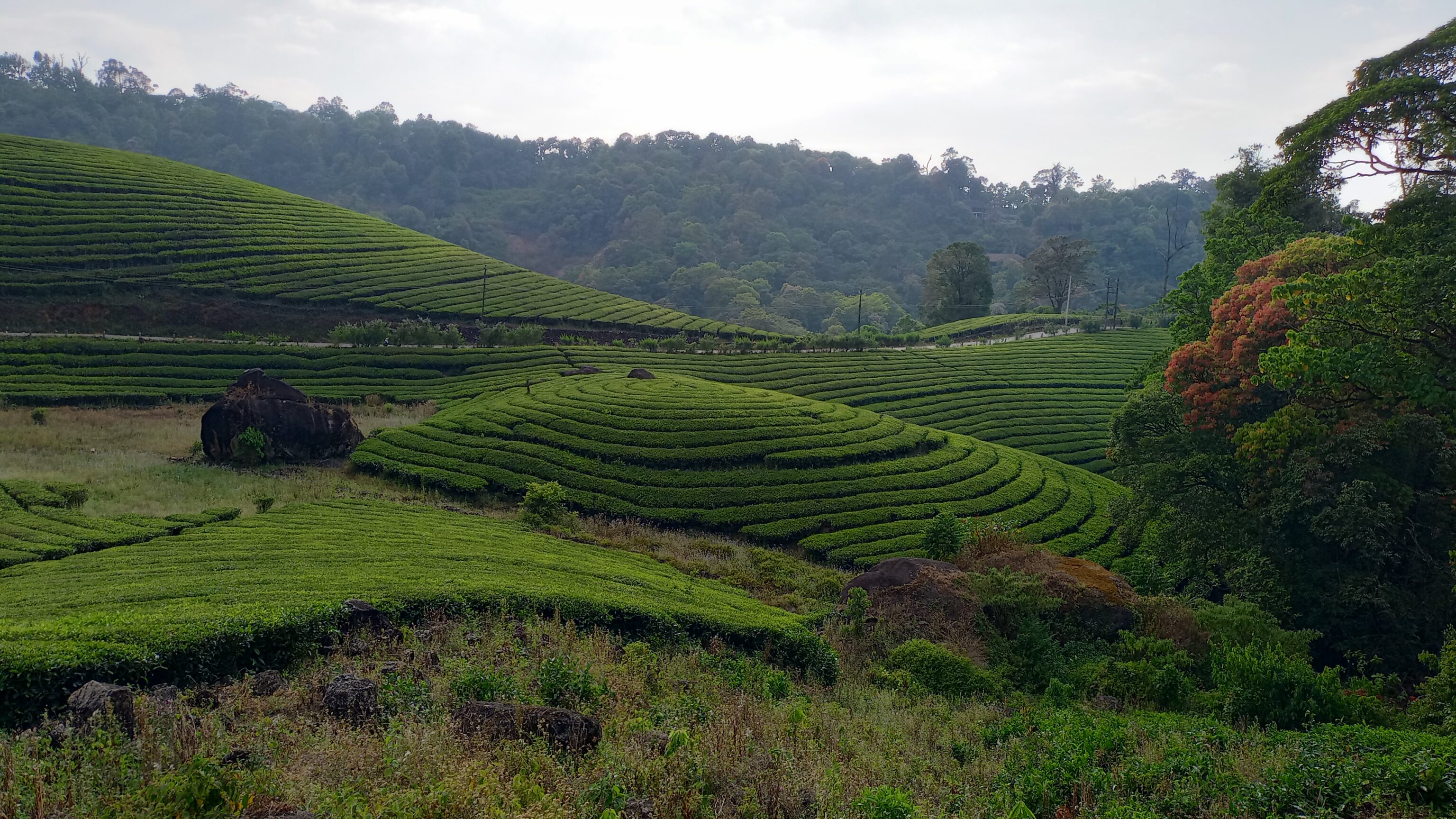 munnar_jeeptour_theeplantage