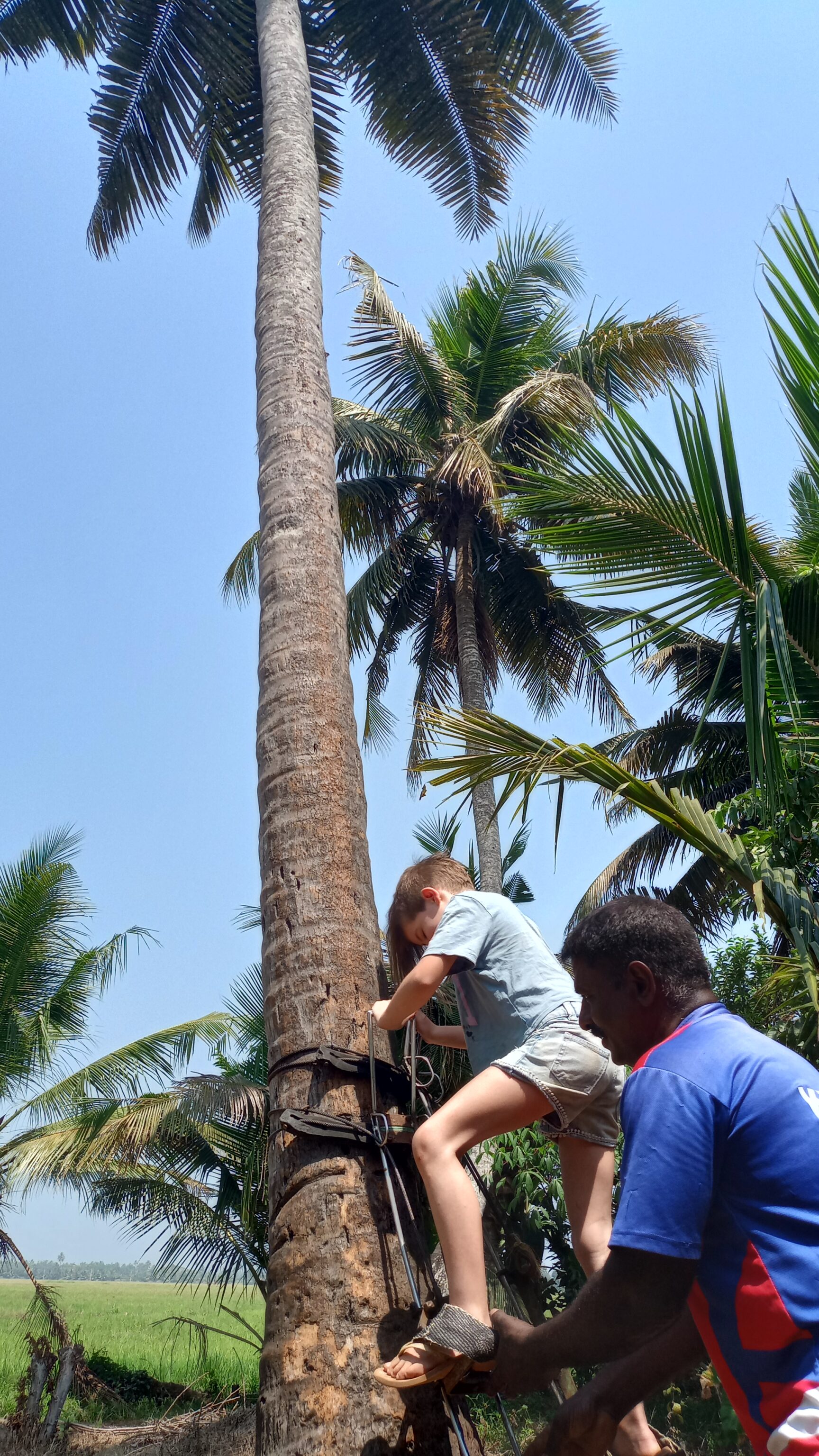 kumarakom_village_tour_toddy