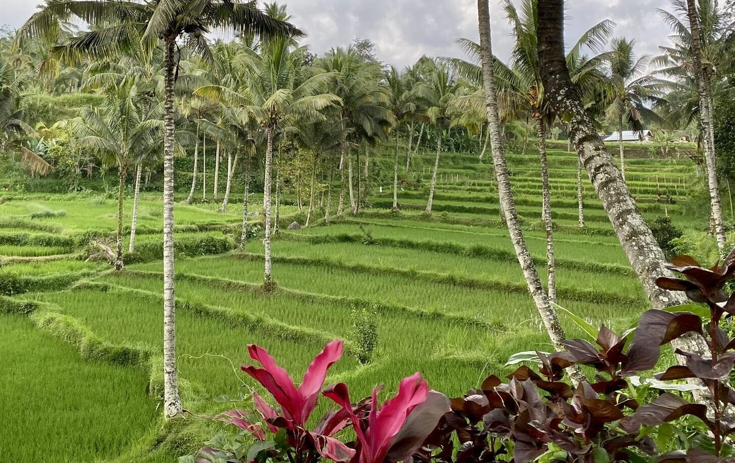 Rijstveld in Ubud in Bali