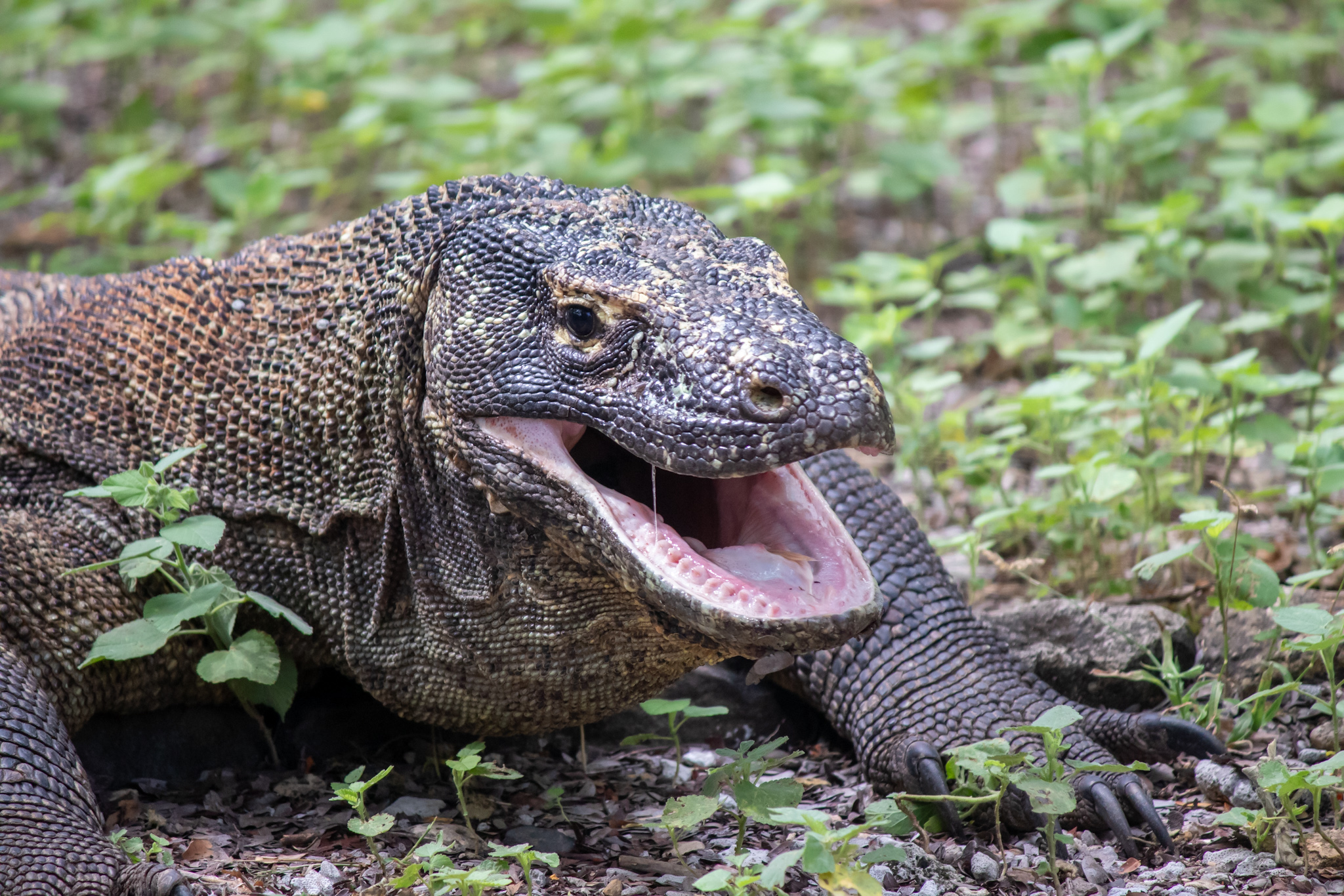 Komodo Dragon