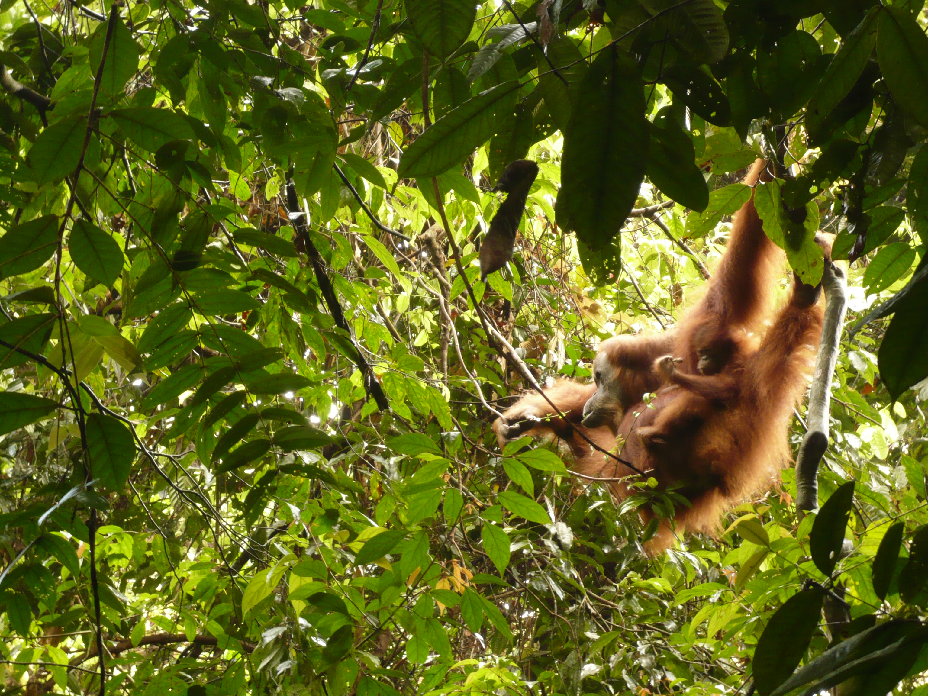 Sumatra Bukit Lawang