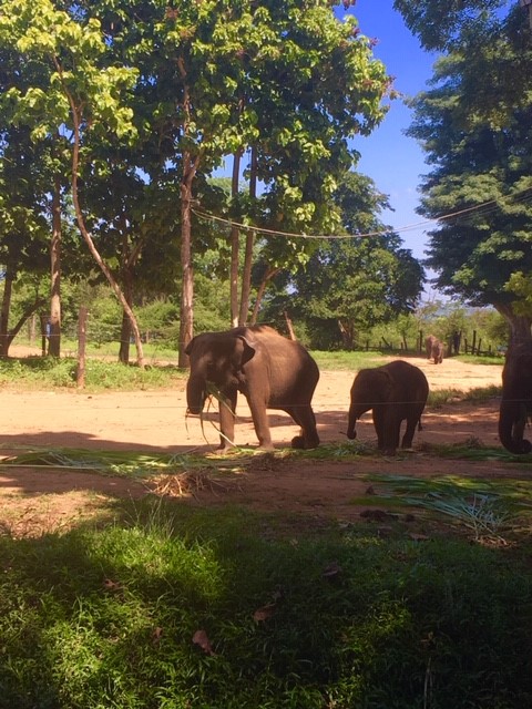 Elephant Transit Home in Udawalawe National Park, Sri Lanka