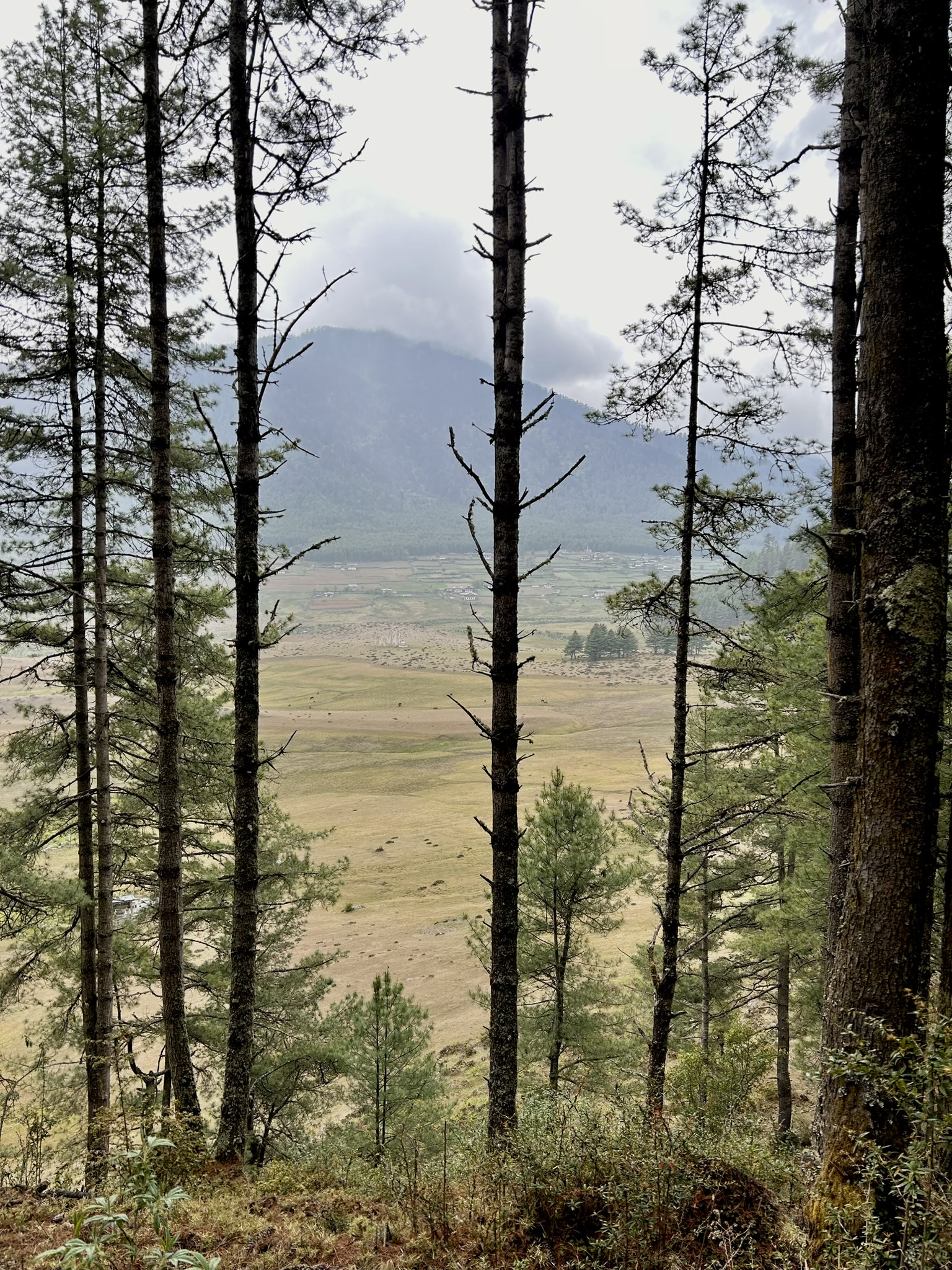 Gangtey Nature Trail in Bhutan