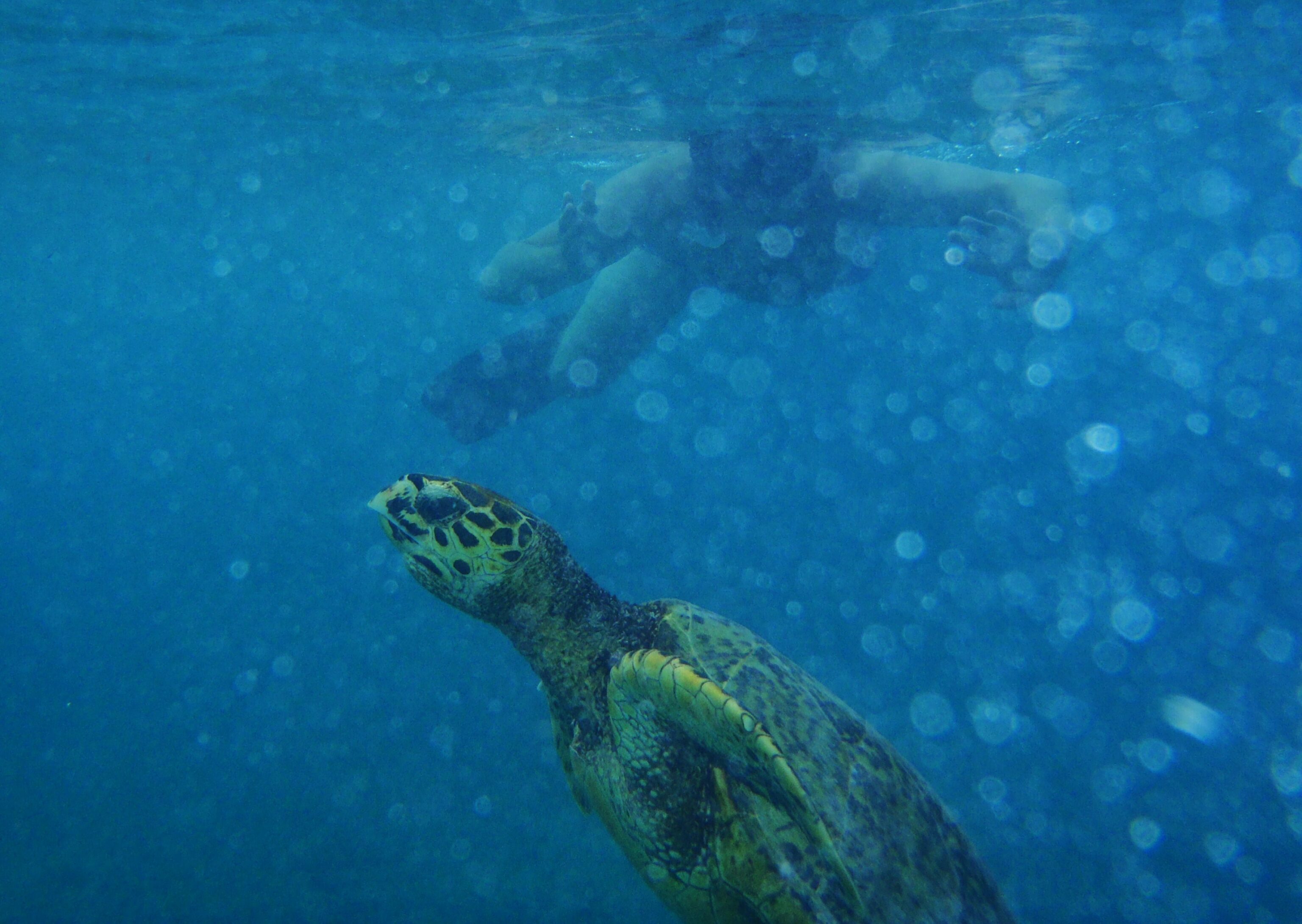 Zee schildpad in Gili Trawangan