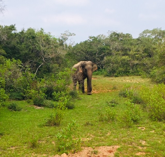 Olifant in Wilpattu National Park in Sri Lanka