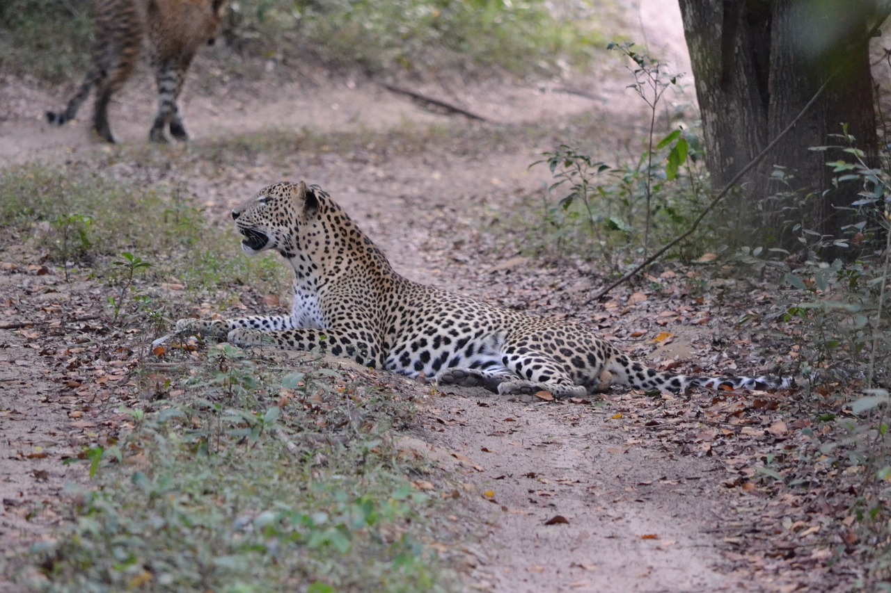 Sri Lankaanse luipaard in het Yala National Park in Sri Lanka