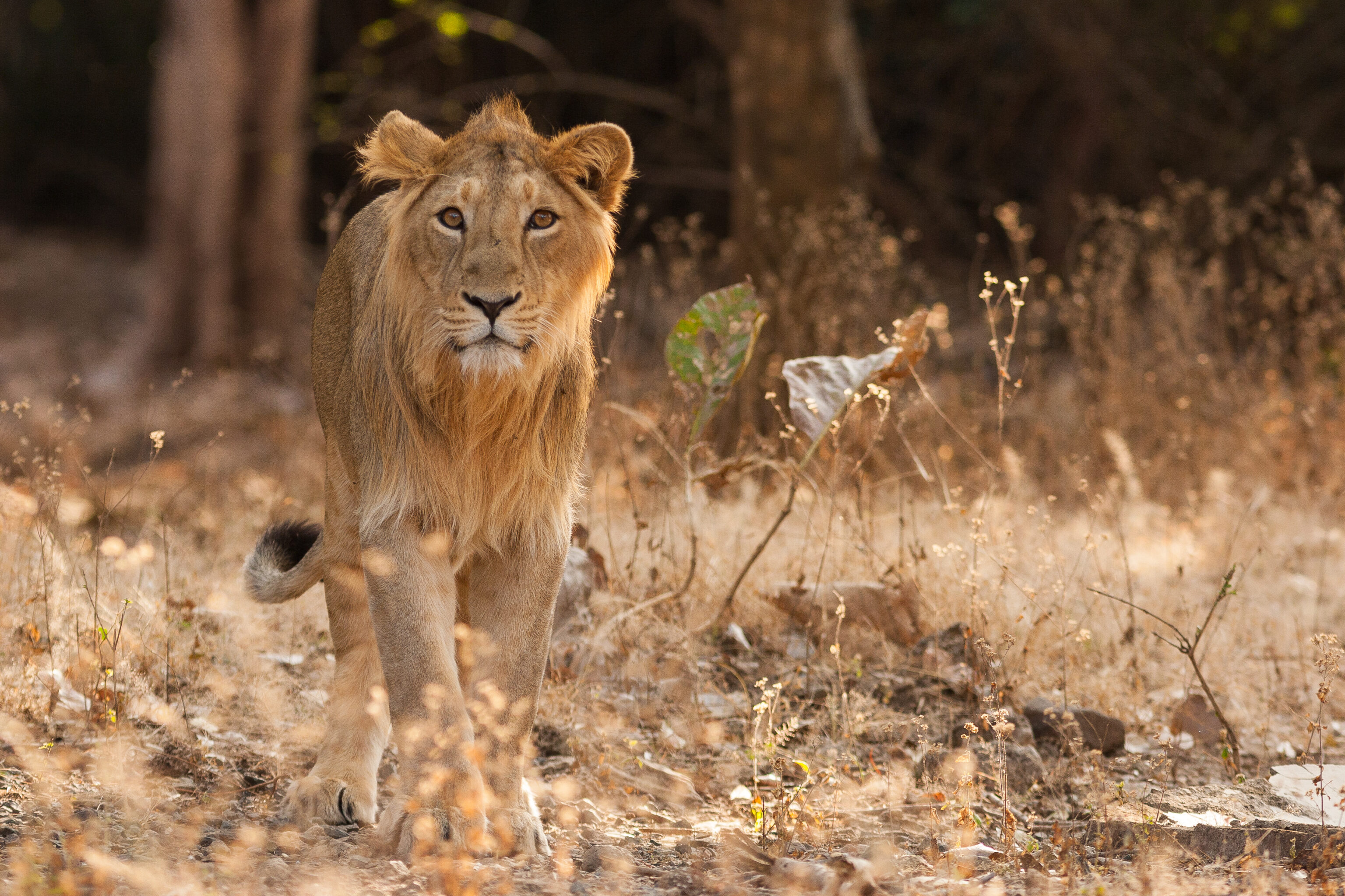 Sasan Gir Gujarat