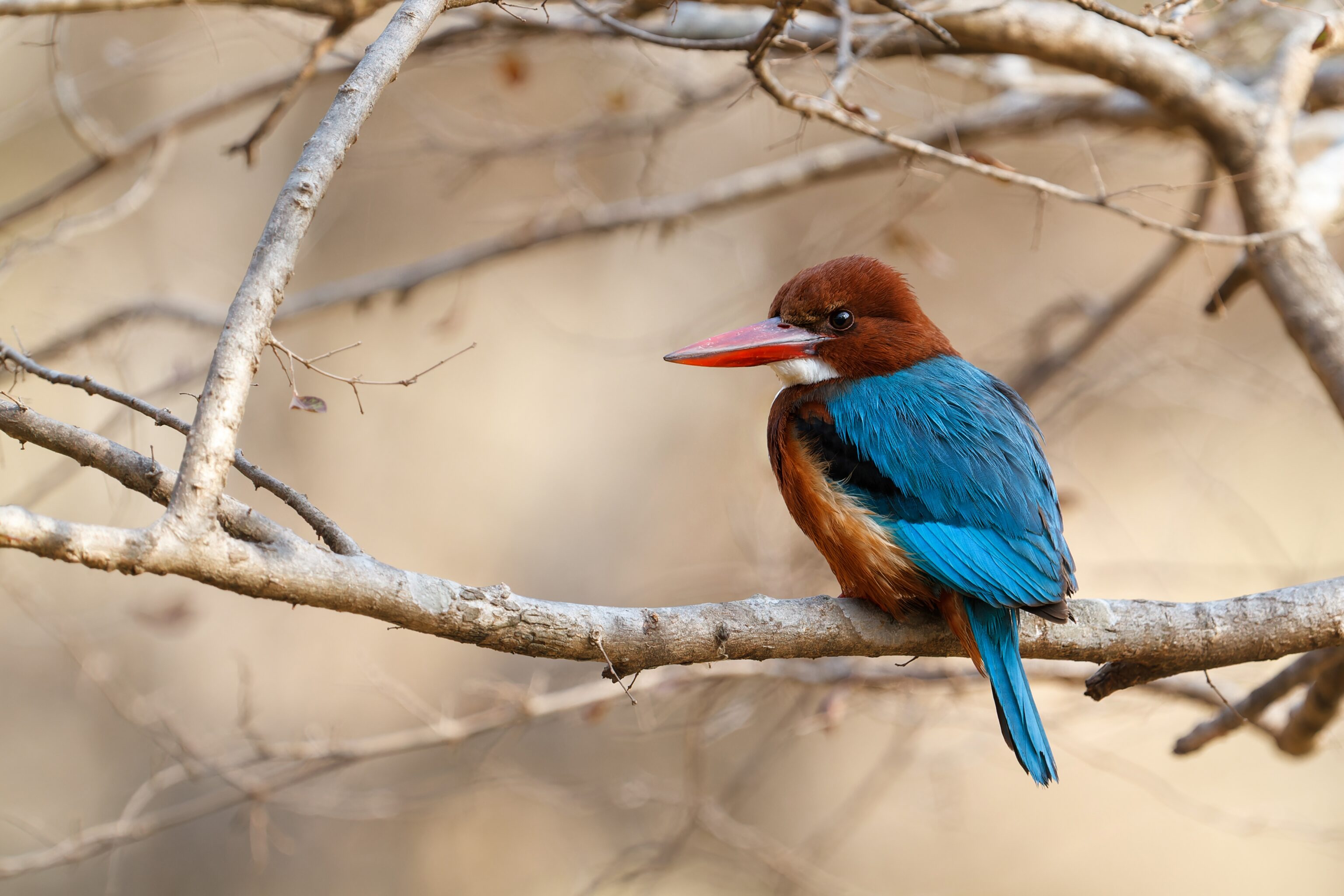 Kingfisher Ranthambore NP