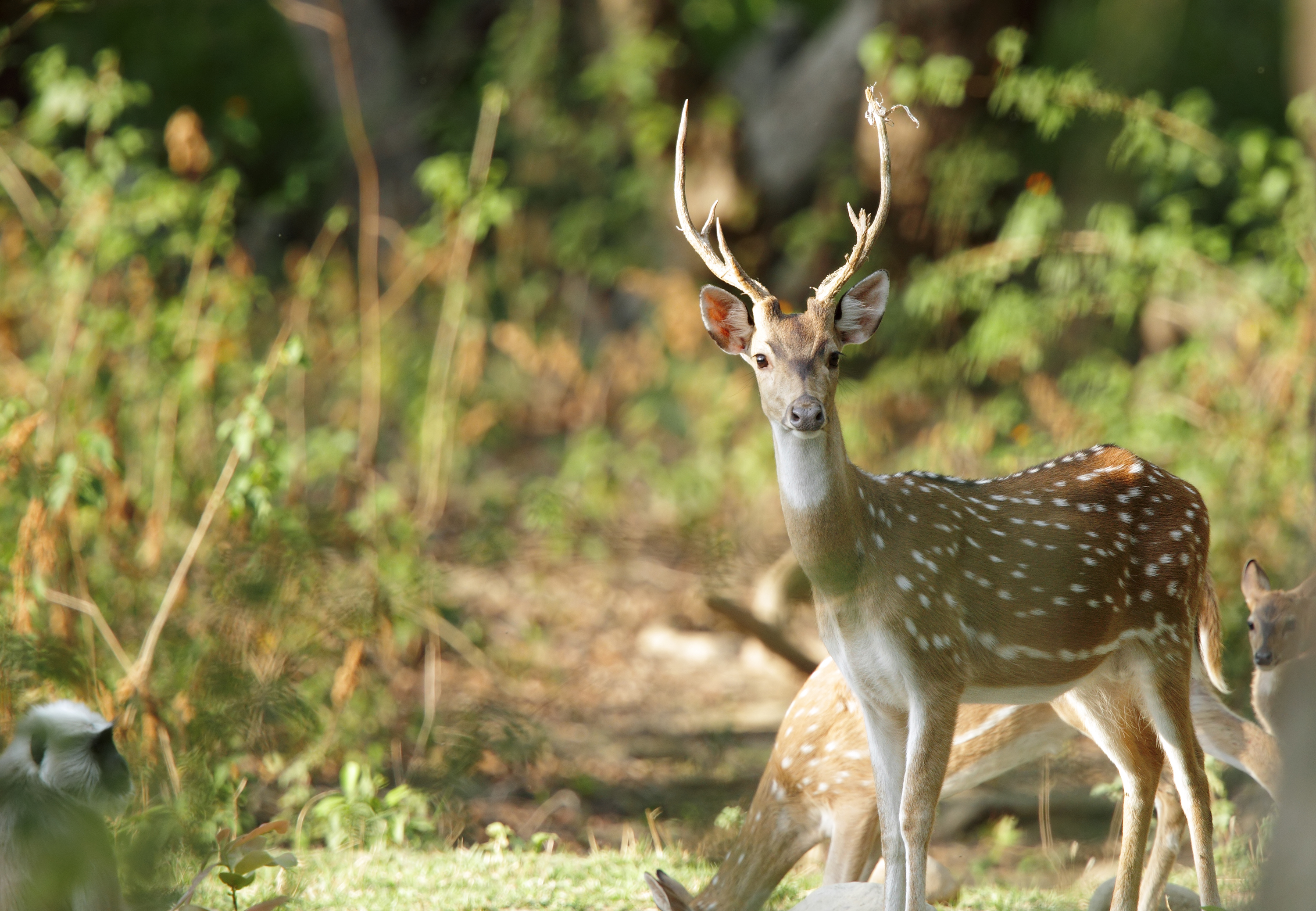 Corbett National Park