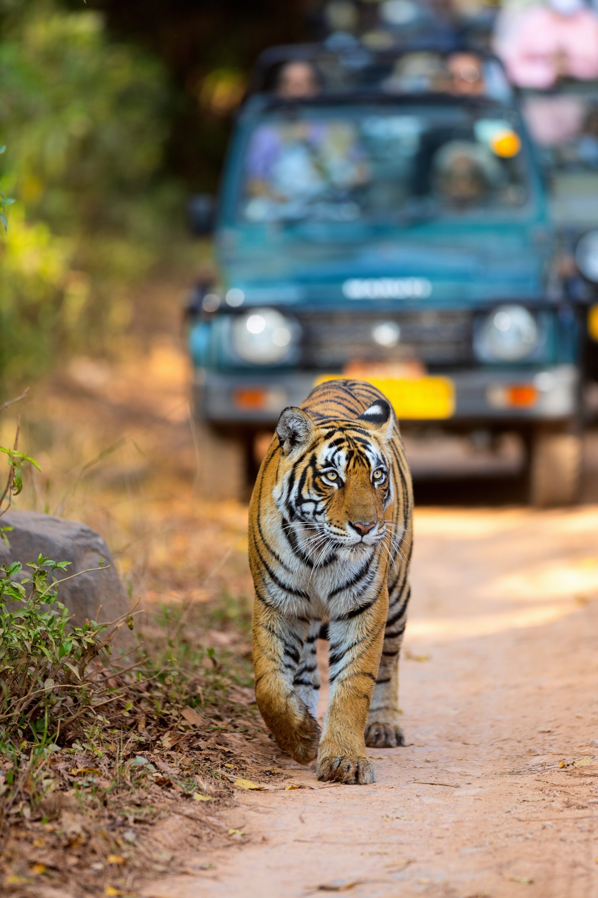 Ranthambore NP