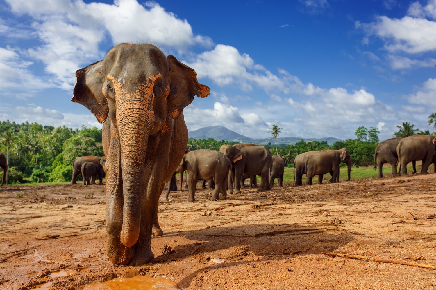 Close,Up,Portrait,Of,Elephant,In,Sri,Lanka