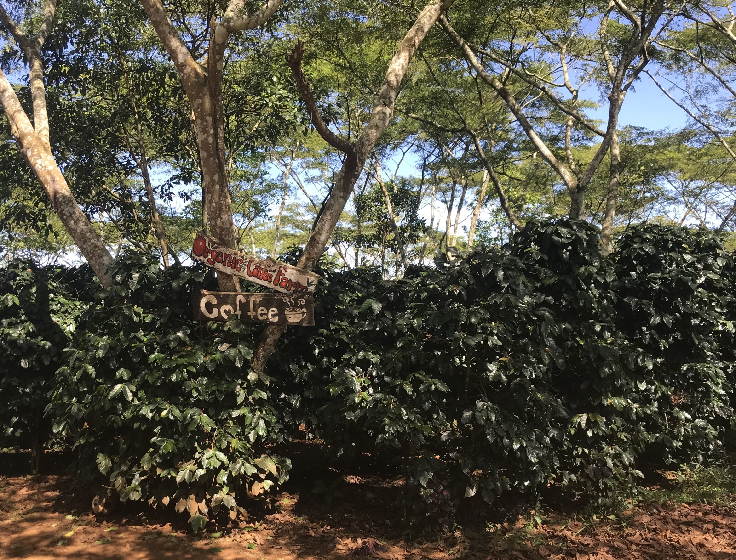 Coffee Farm Bolaven