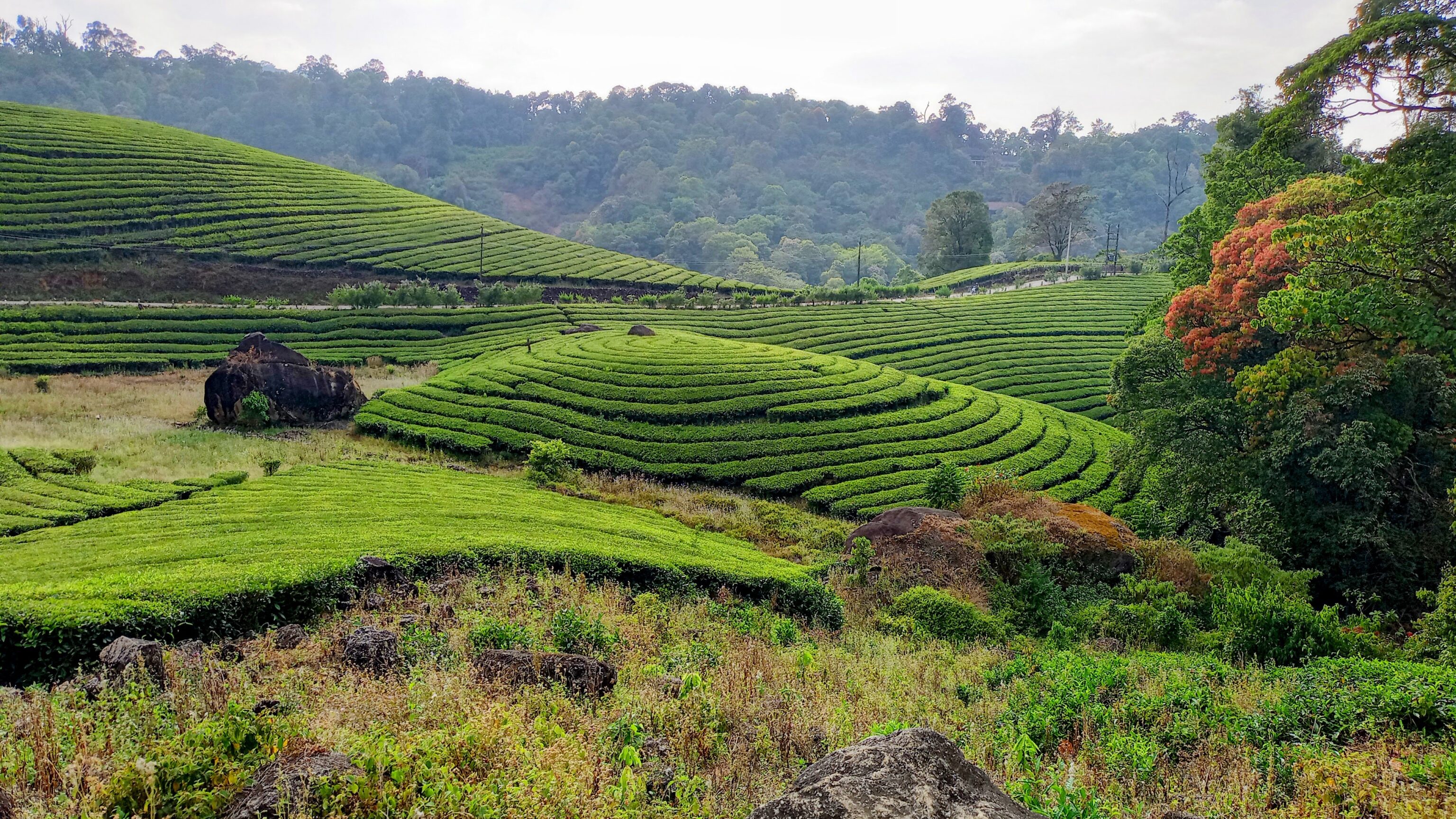 mirte_studiereis_munnar_jeeptour_tea_plantation