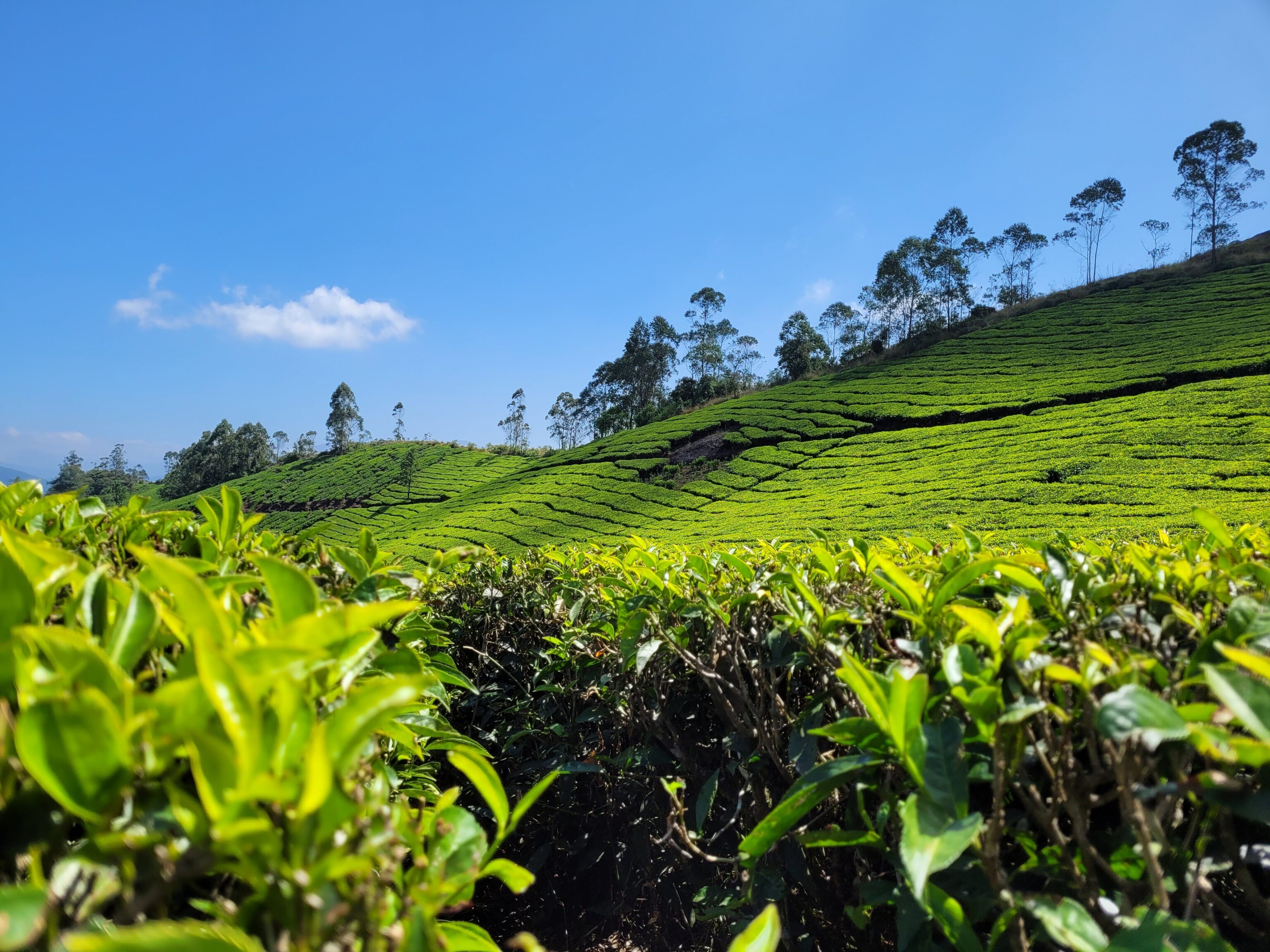 mirte_studiereis_munnar_tea_plantation_2