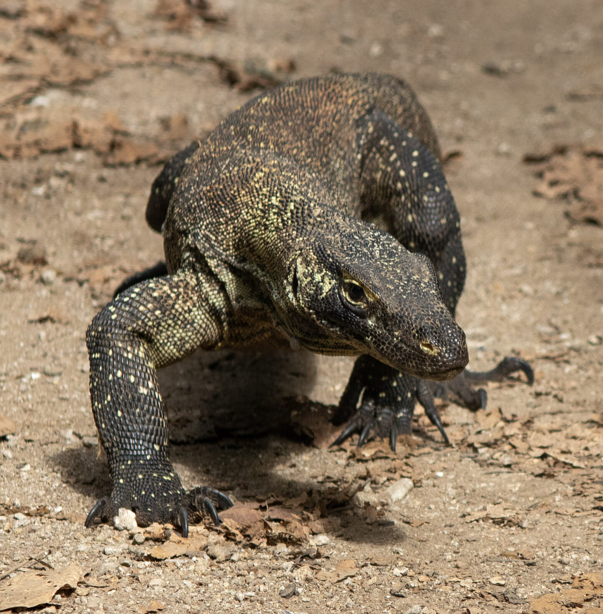 Komodovaraan