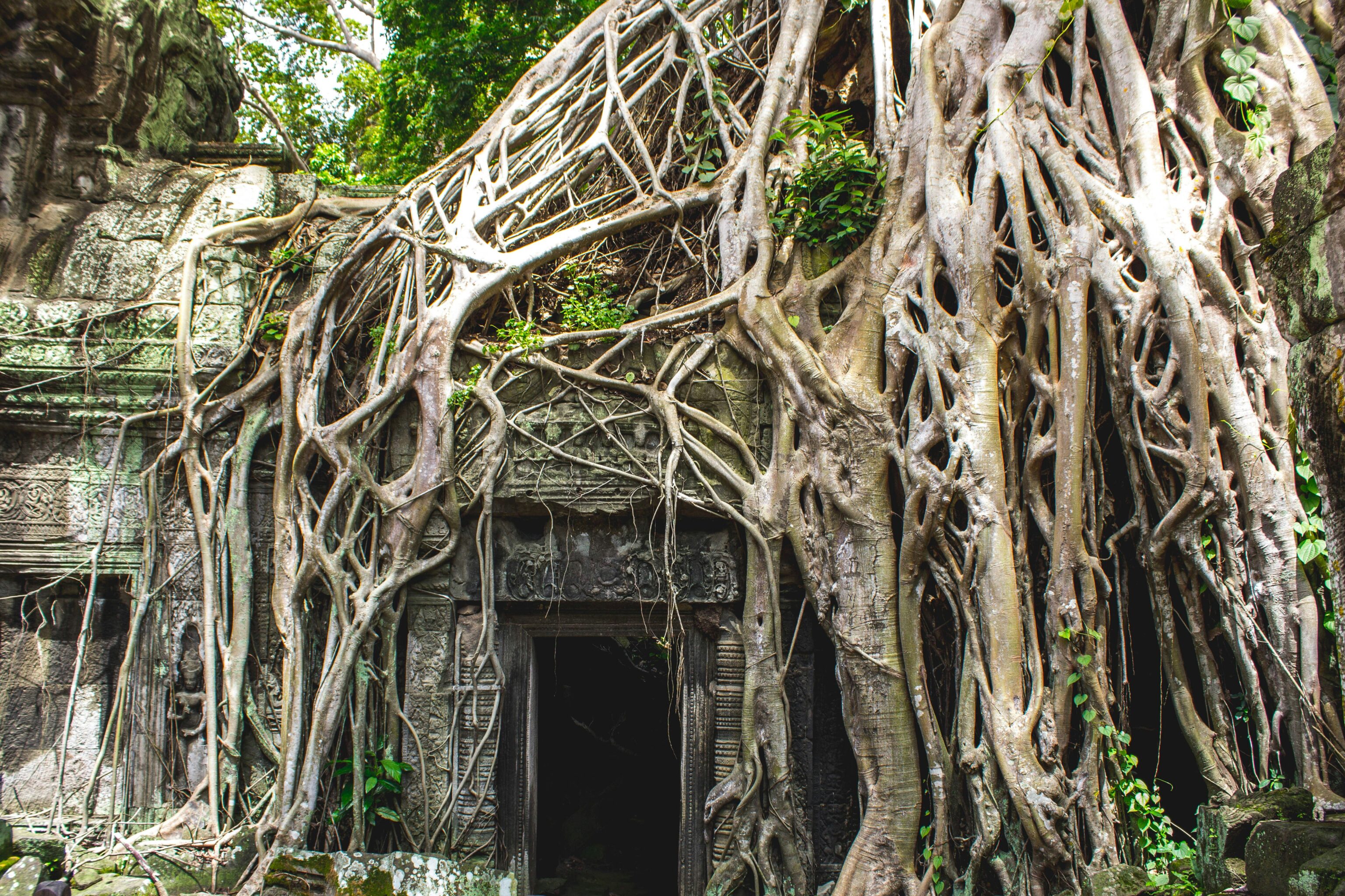 bomen met wortels die over een tempel groeien