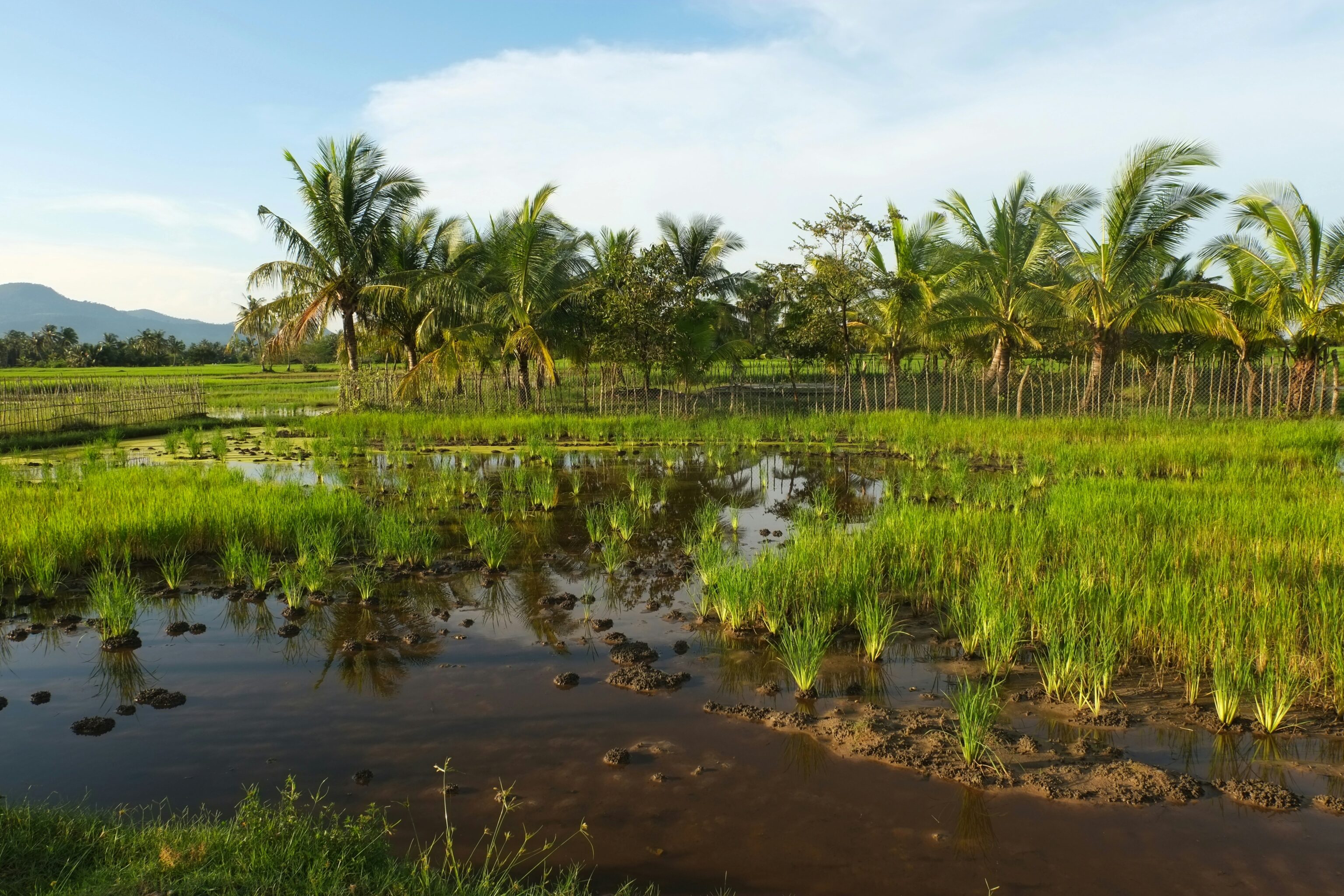 Blauwe lucht en groene rijstterrassen met een plas water