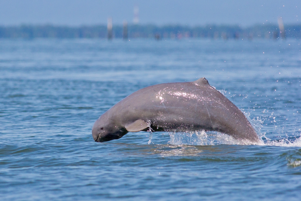 Irrawaddy,Dolphin,,Ayeyarwaddy,Dolphin,,Fish,Jump.