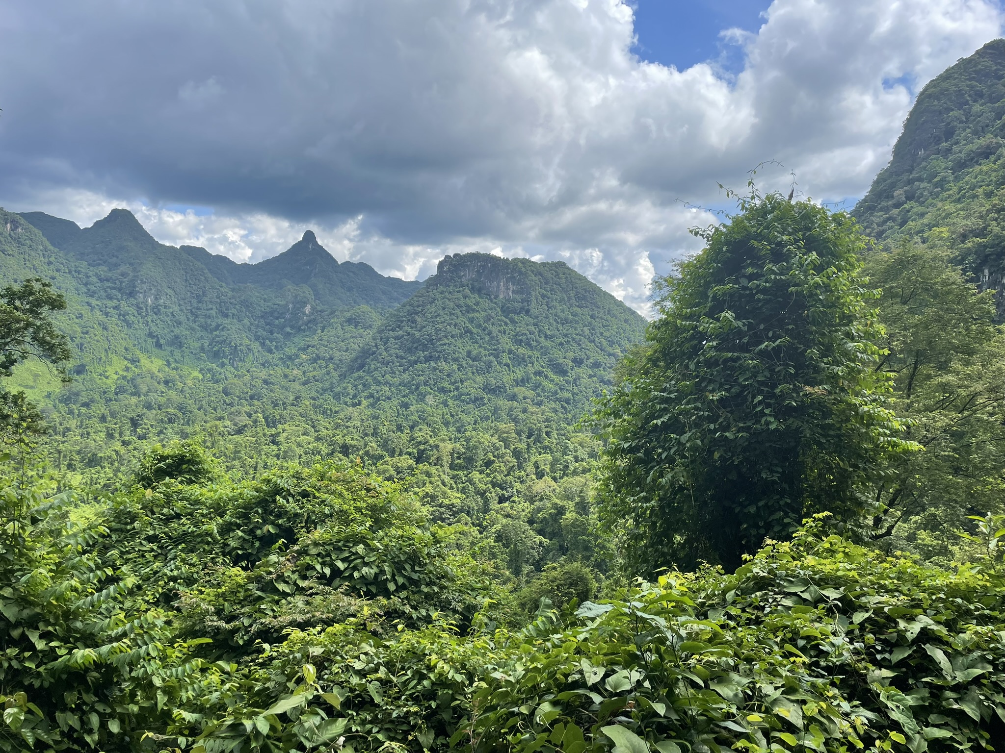 Jungle bij Phong Nha